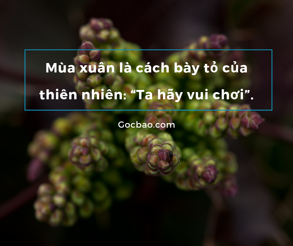 Stt Hay Về Mùa Xuân