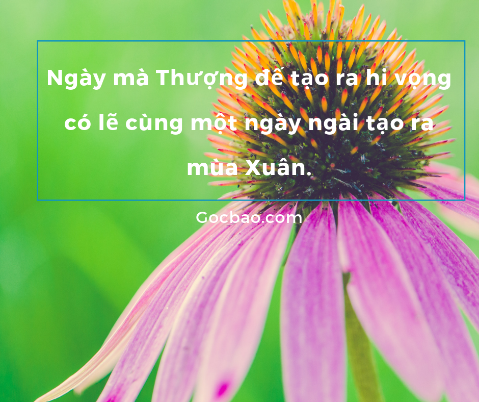 Stt Hay Về Mùa Xuân