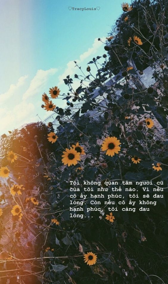 Câu stt hay về tình yêu