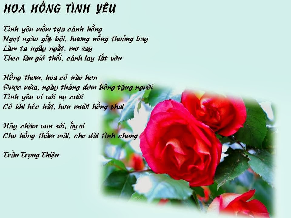 Stt về hoa hồng