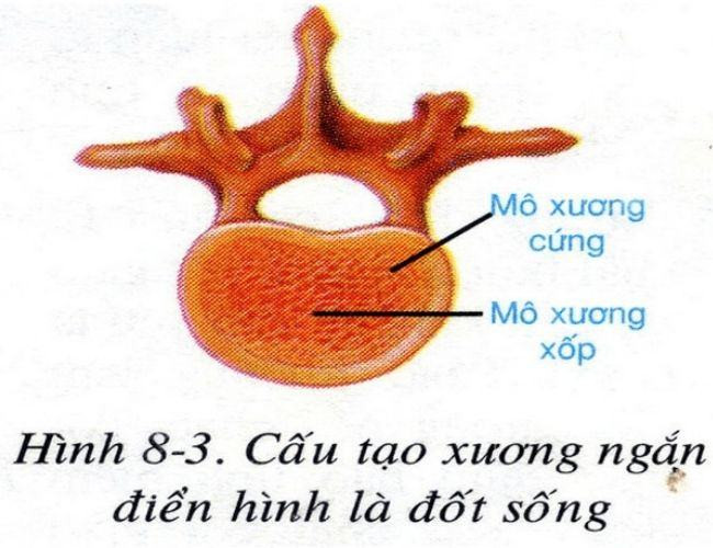 Cấu tạo và tính chất của xương?