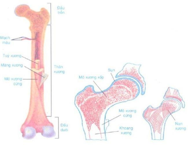 Cấu tạo và tính chất của xương?