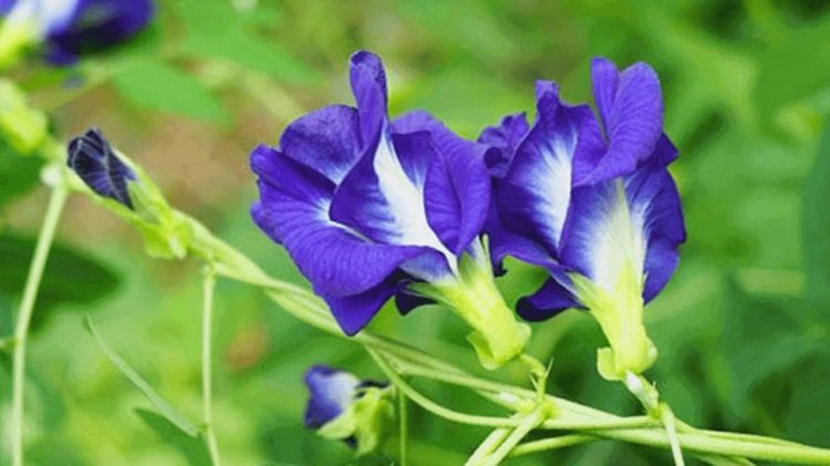 công dụng của hoa đậu biếc
