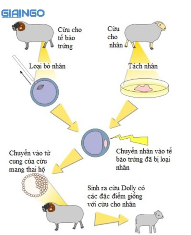 nhân giống vô tính ở động vật