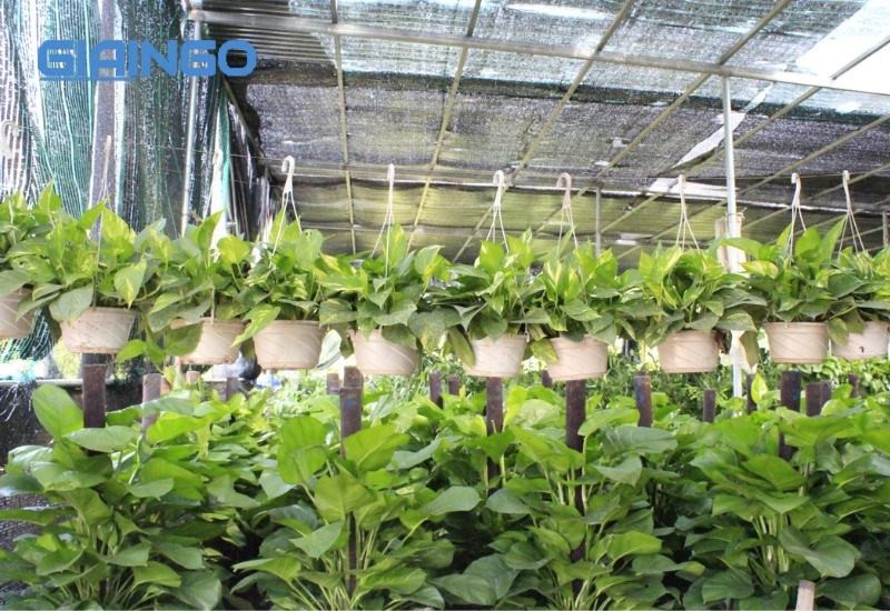 nhân giống vô tính cho cây cảnh