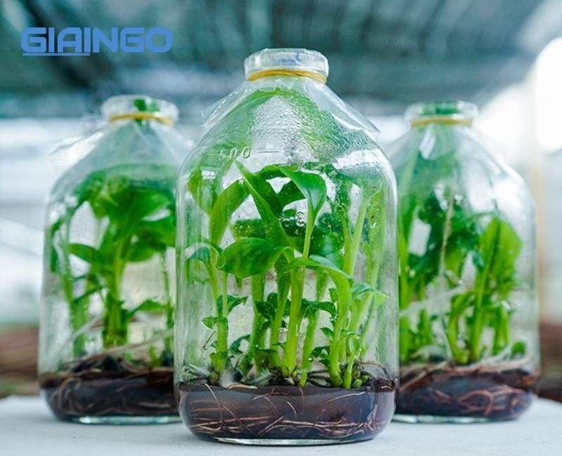 công nghệ tế bào là gì