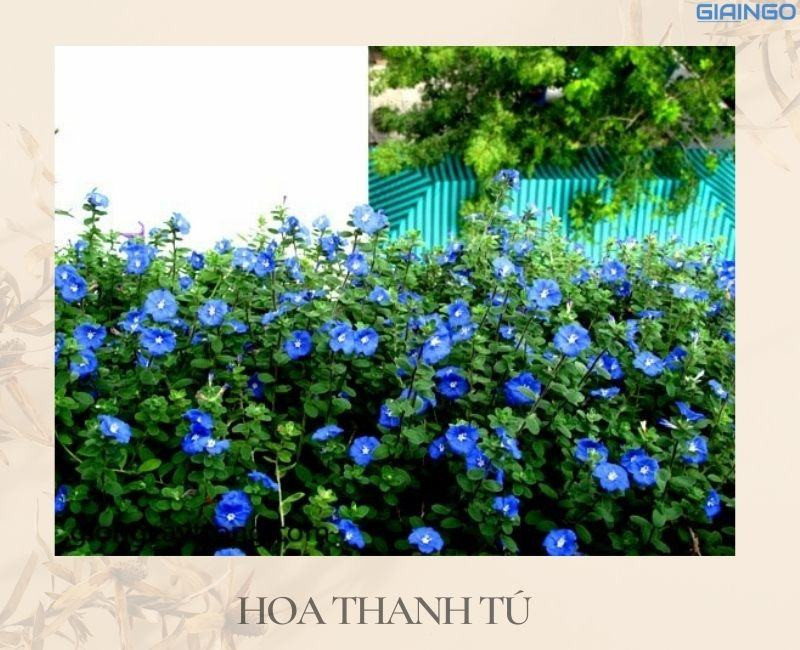 hoa gi no quanh nam