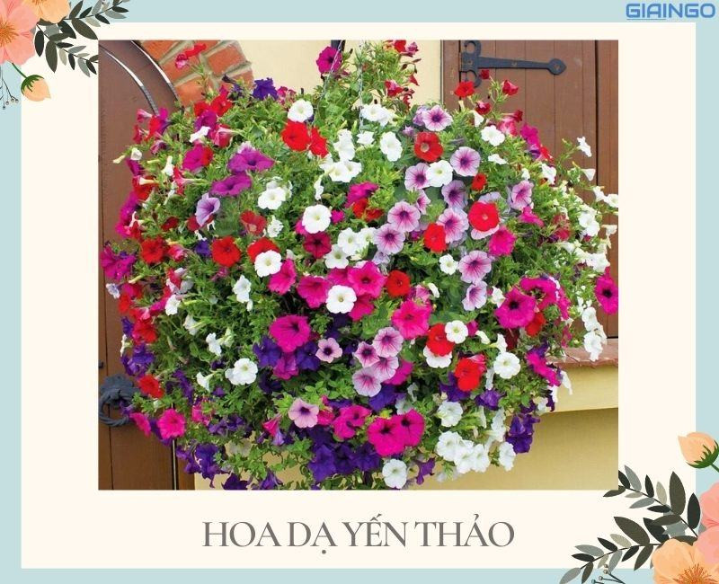 hoa gi no quanh nam