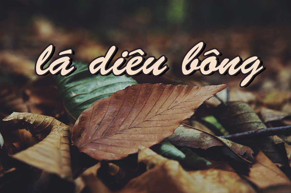 lá diêu bông là gì