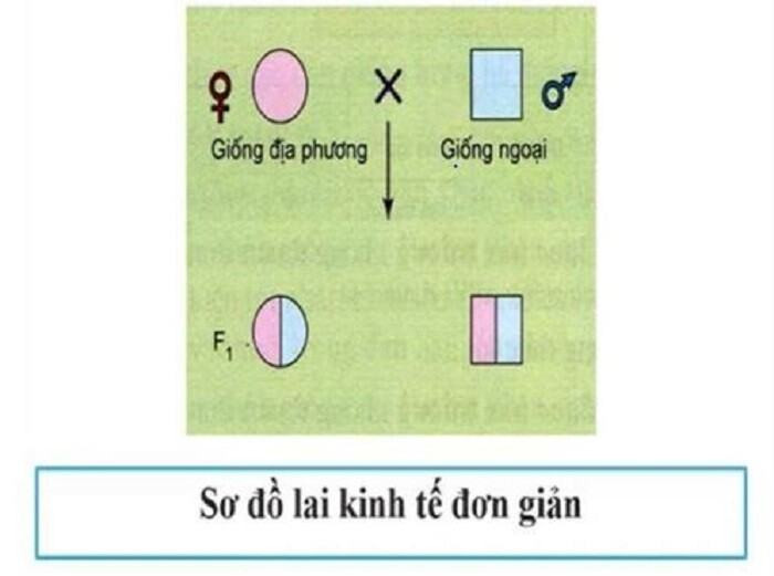 Lai kinh tế đơn giản