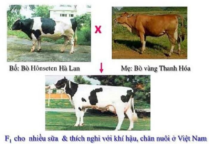 Lai kinh tế 
