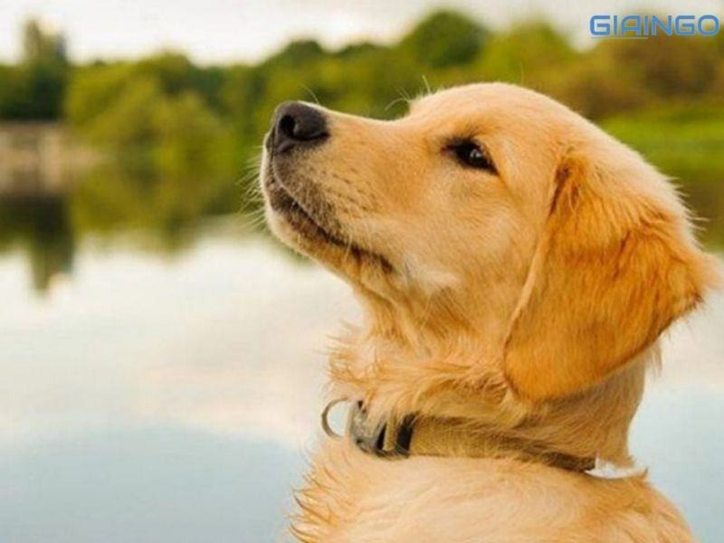 Sự nghiệp của người tuổi Tuất sinh năm 2018