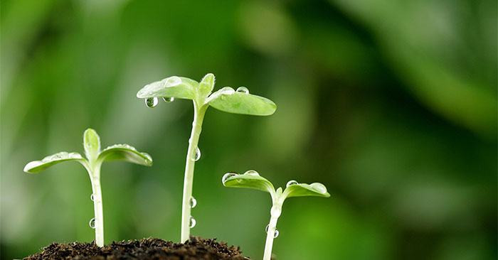 nêu sự khác nhau giữa thực vật ưa sáng và ưa bóng