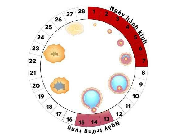 Ngày rụng trứng là gì?