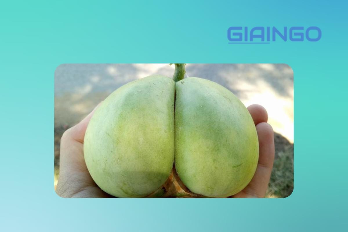 quả khu mấn
