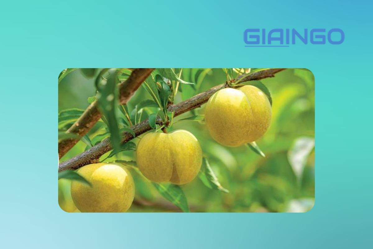 hình ảnh quả khu mấn
