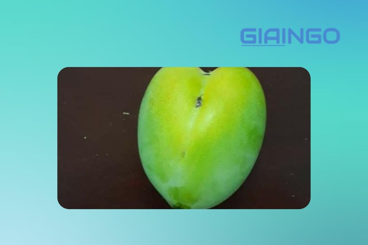 trấy khu mấn là gì