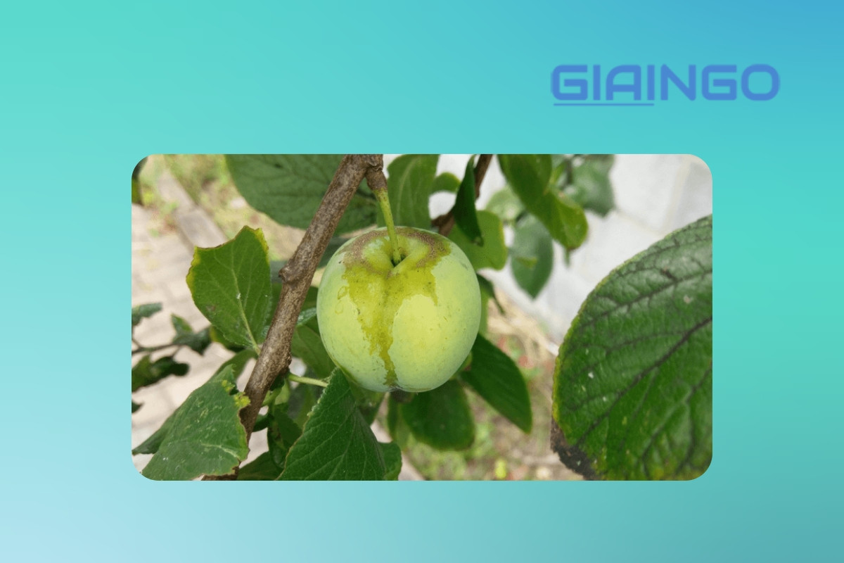 khu mấn là quả gì