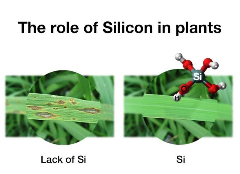 Silic là kim loại hay phi kim?