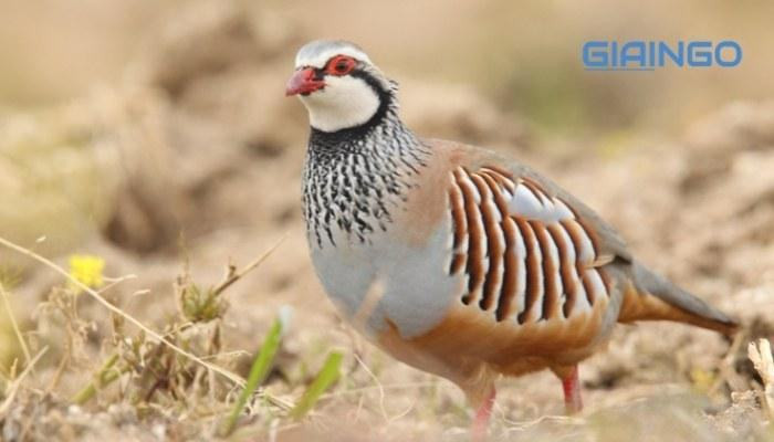 Vai trò của thường biến là gì