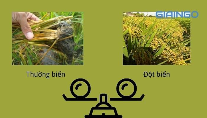 So sánh thường biến và đột biến