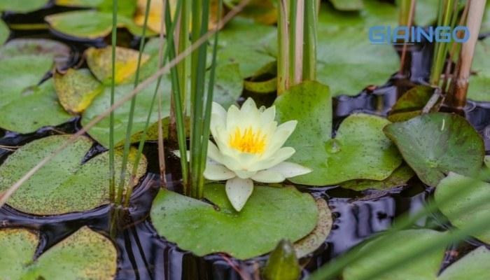 Thường biến là gì? Ví dụ