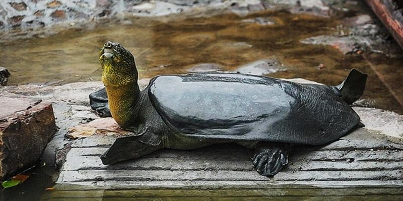 Thuồng luồng là con gì?