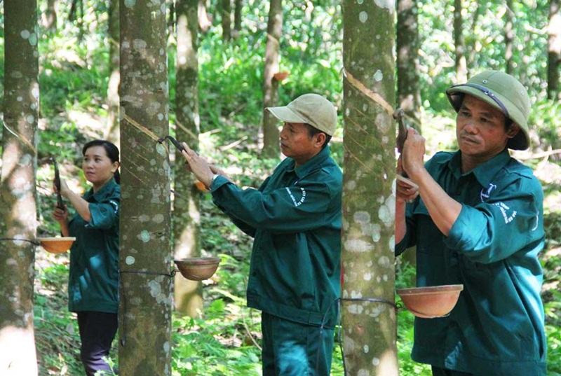 Tính chất của cao su?