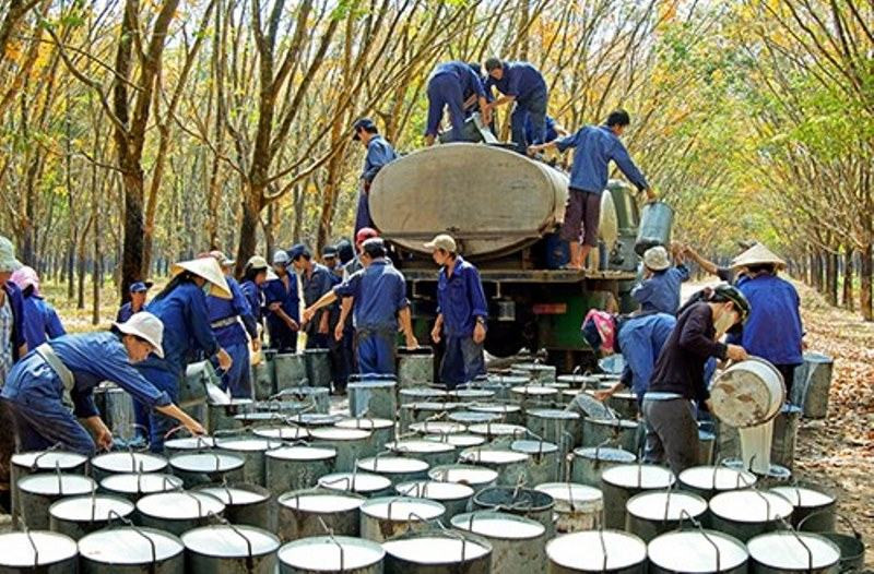 Tính chất của cao su?