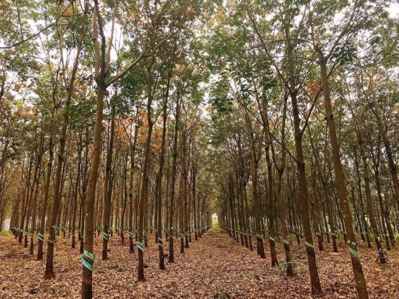 Tính chất của cao su?
