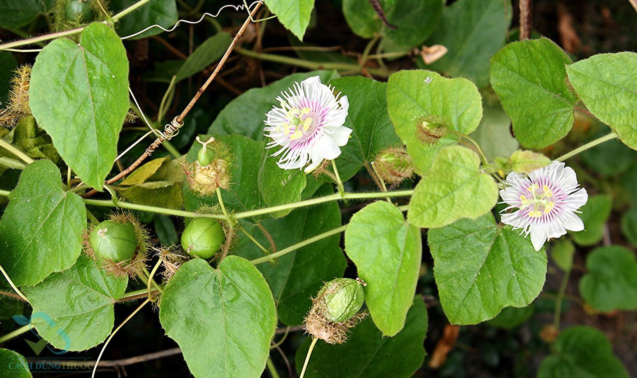 Bài thuốc từ cây lạc tiên