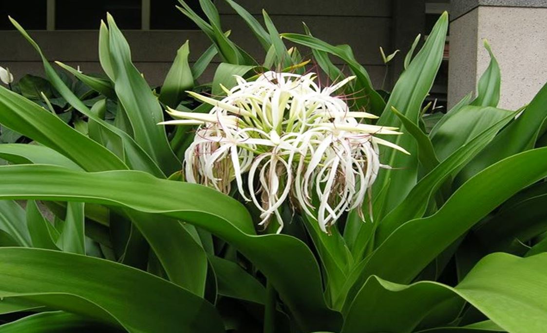 cây trinh nữ hoàng cung