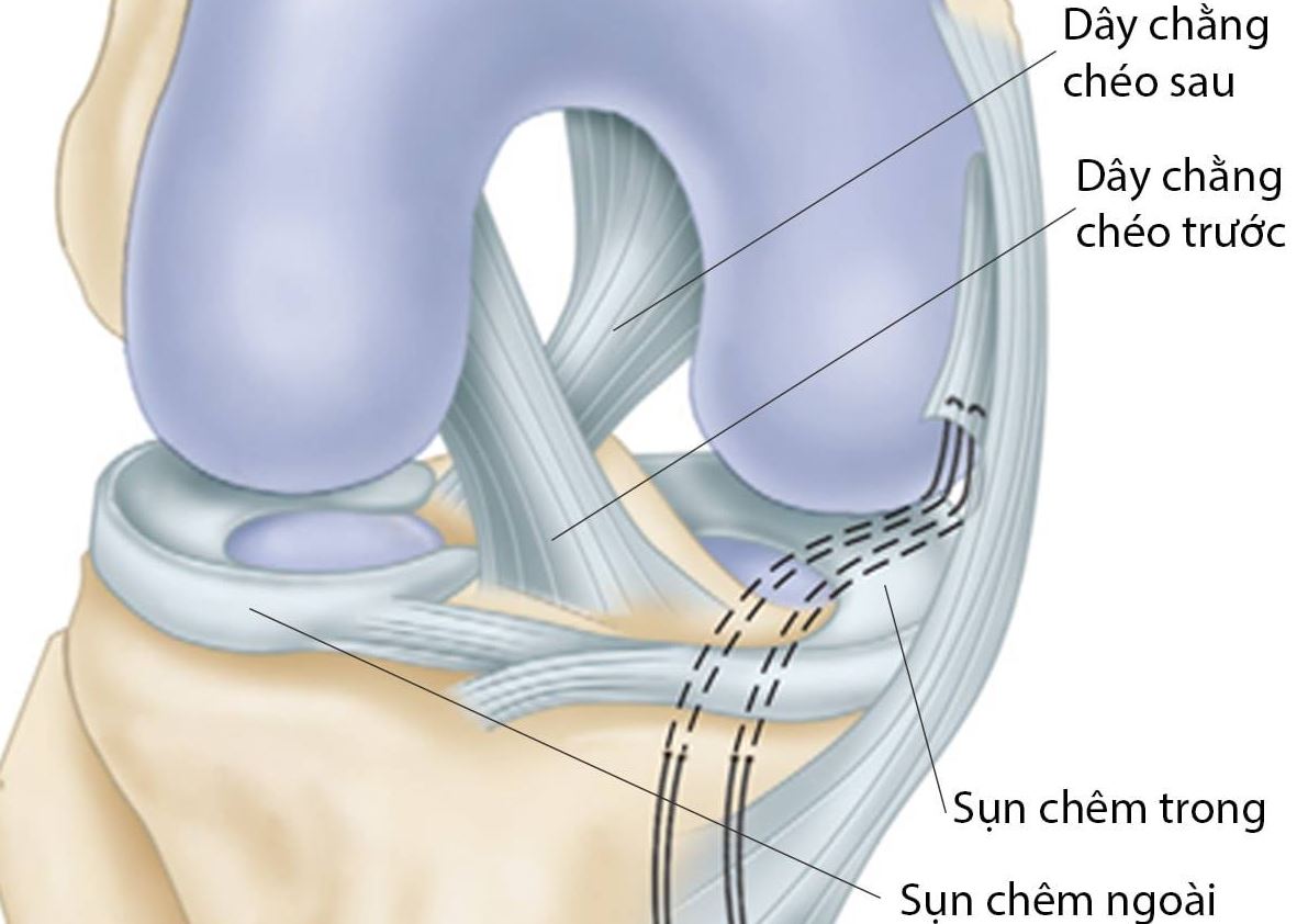 dây chằng chéo trước và sau (ảnh minh họa)