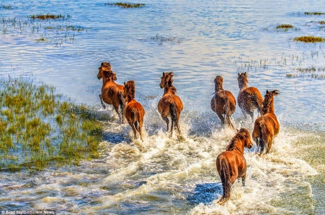 ảnh đàn ngựa đẹp ảnh đàn ngựa đẹp