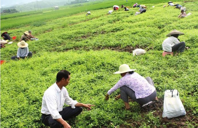 khu nuôi trồng giảo cổ lam