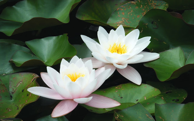 stt hay về cuộc sống