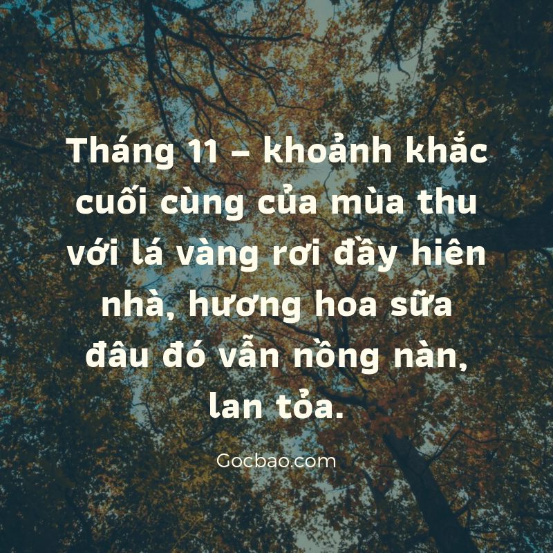 Stt viết cho tháng 11