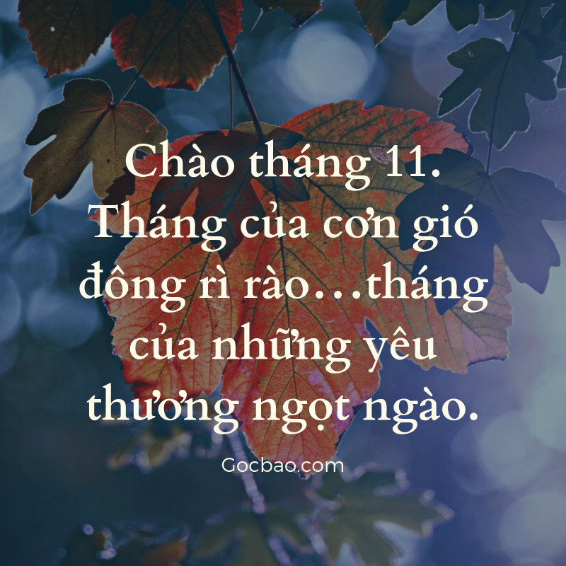 Stt viết cho tháng 11