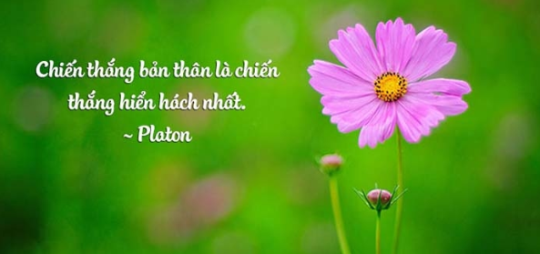 Stt thất vọng về bản thân mình