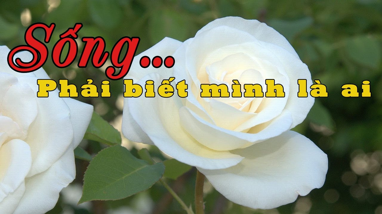 Stt yêu thương cuộc sống