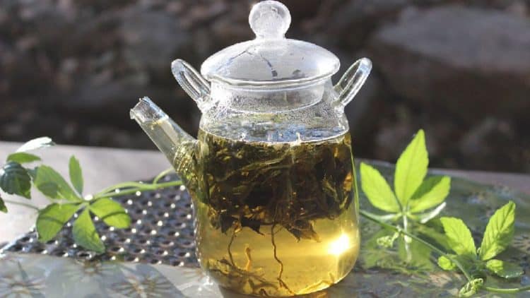 trà giảo cổ lam giúp giải tỏa căng thẳng, điều trị mất ngủ, an thần