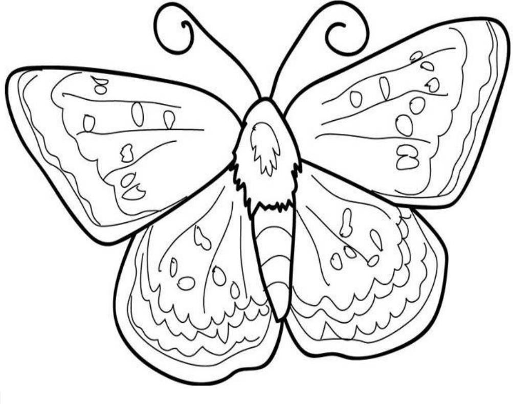 tranh tô màu con bướm 