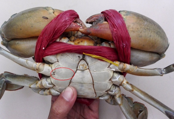 Trẻ mấy tháng ăn được cua ghẹ