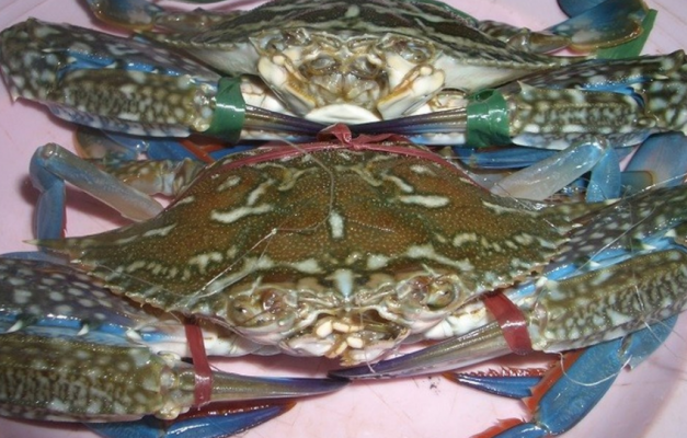 bé mấy tháng ăn được cua ghẹ